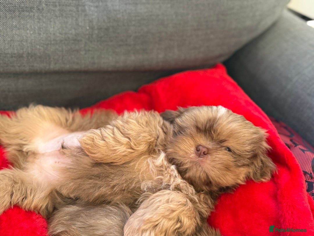 Shih Tzu dogs for sale: Shih Tzu KARASHISHI Line Two Boys Left Green Eyes - Advert 11