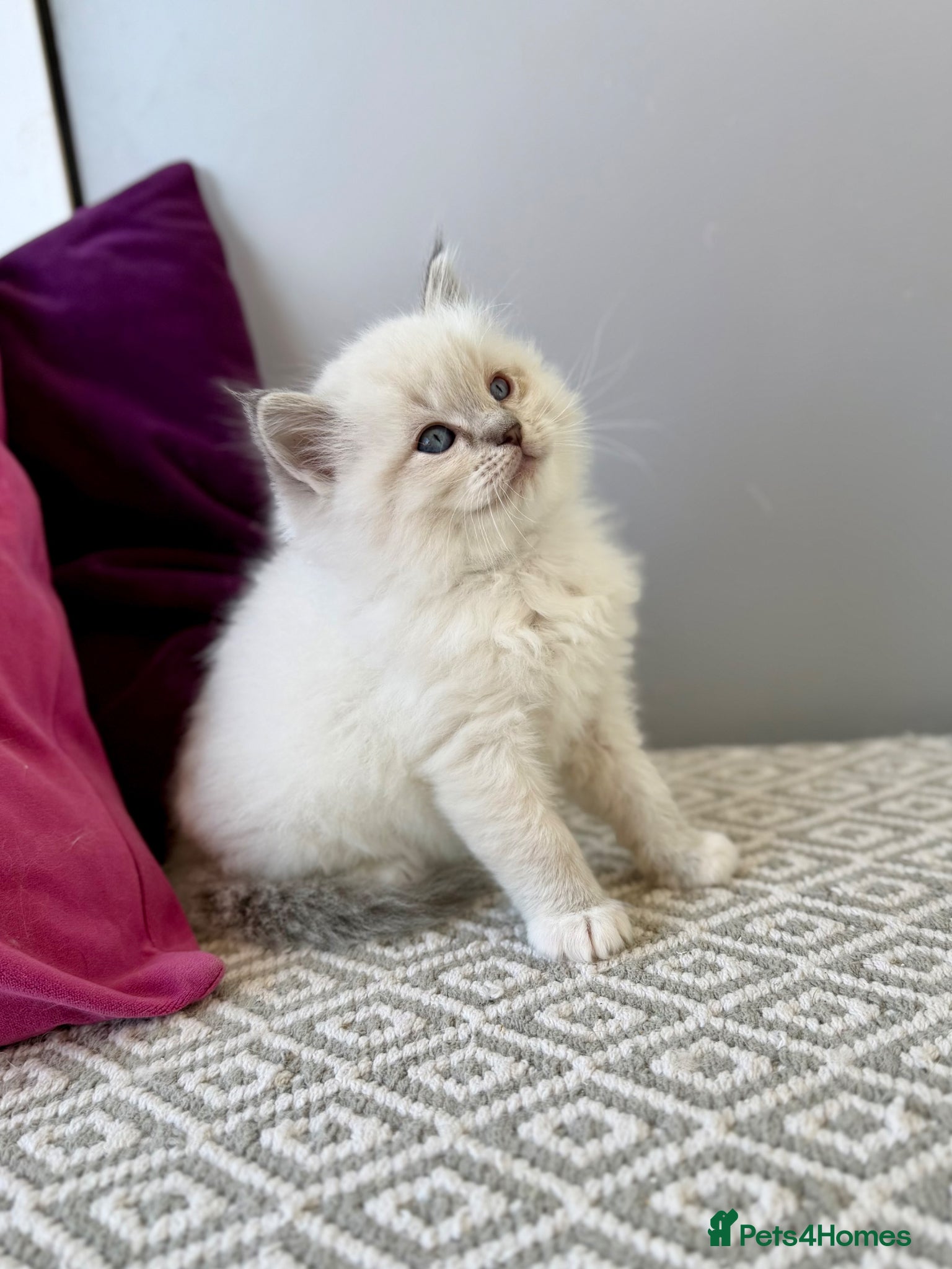 Ragdoll cats TICA registered ragdoll kittens - Advert 14