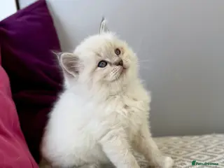 Ragdoll cats TICA registered ragdoll kittens - Advert 16