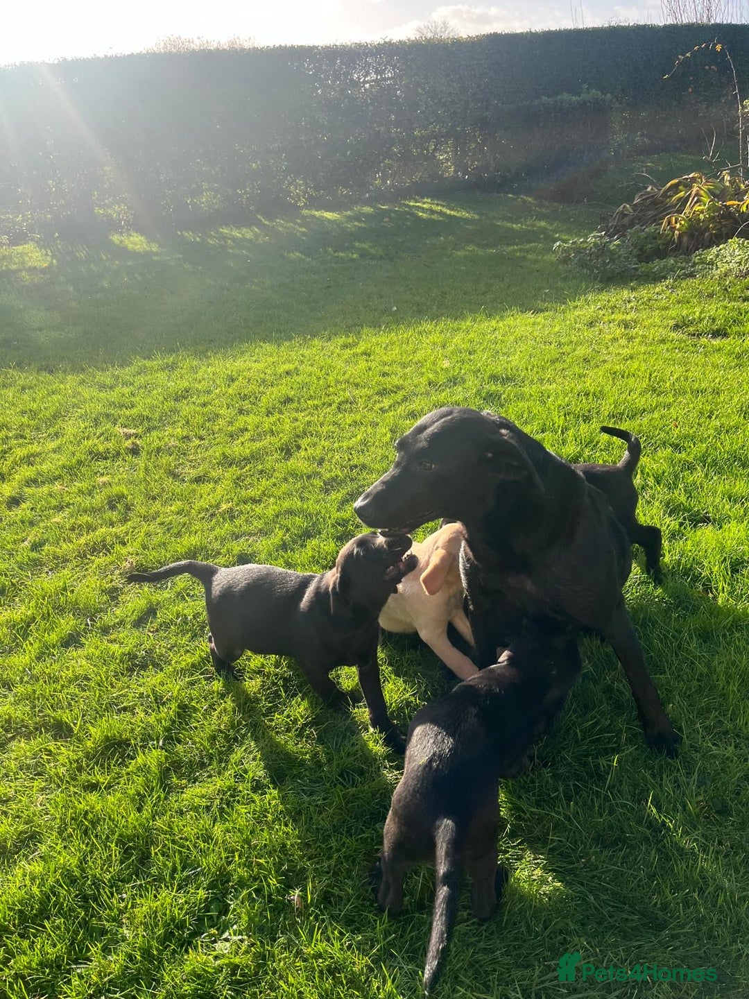 Labrador Retriever dogs for sale: Beautiful KC Reg Labrador puppies - Advert 2