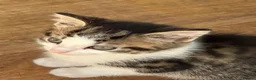 Mixed Breed cats for sale: Beautiful kittens ready to go - Advert 6