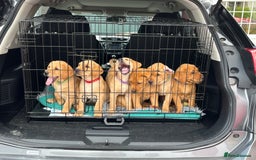 Labrador Retriever dogs for sale: Lovely Fox Red Labrador puppies - Image 3