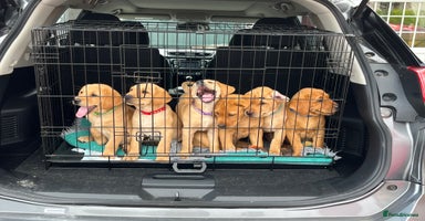 Labrador Retriever dogs - Advert 6