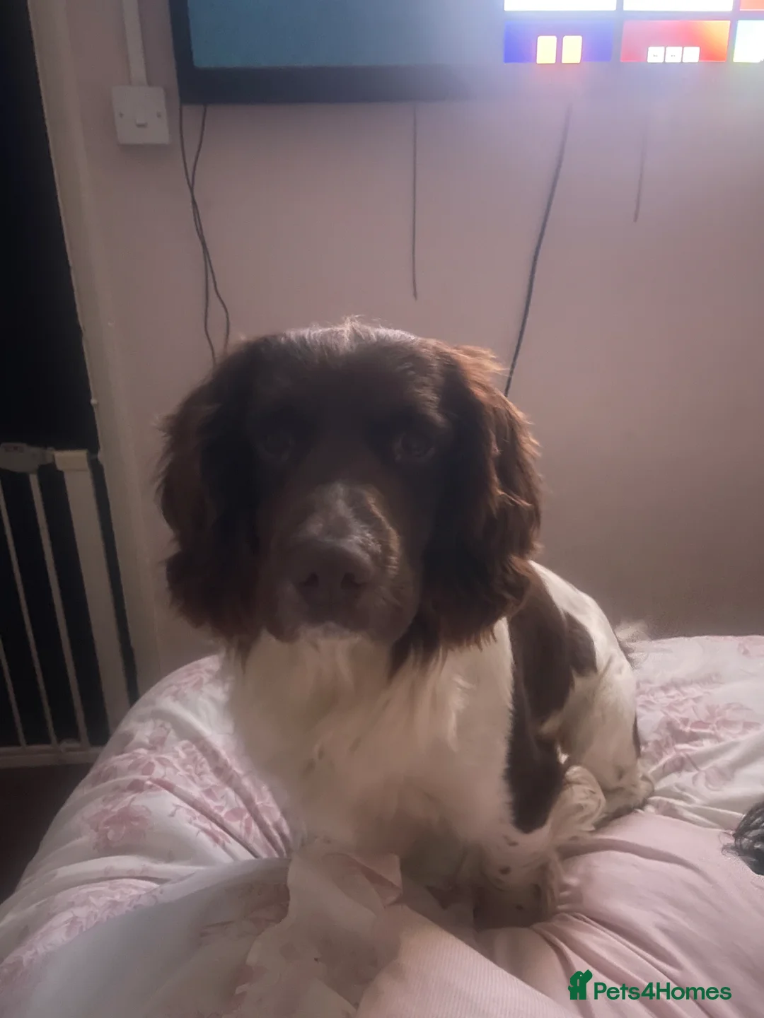 English Springer Spaniel dogs for sale: 4 year old male springer  in Dartford - Advert 3