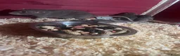 Rat rodents for sale: Baby rats  - Advert 3