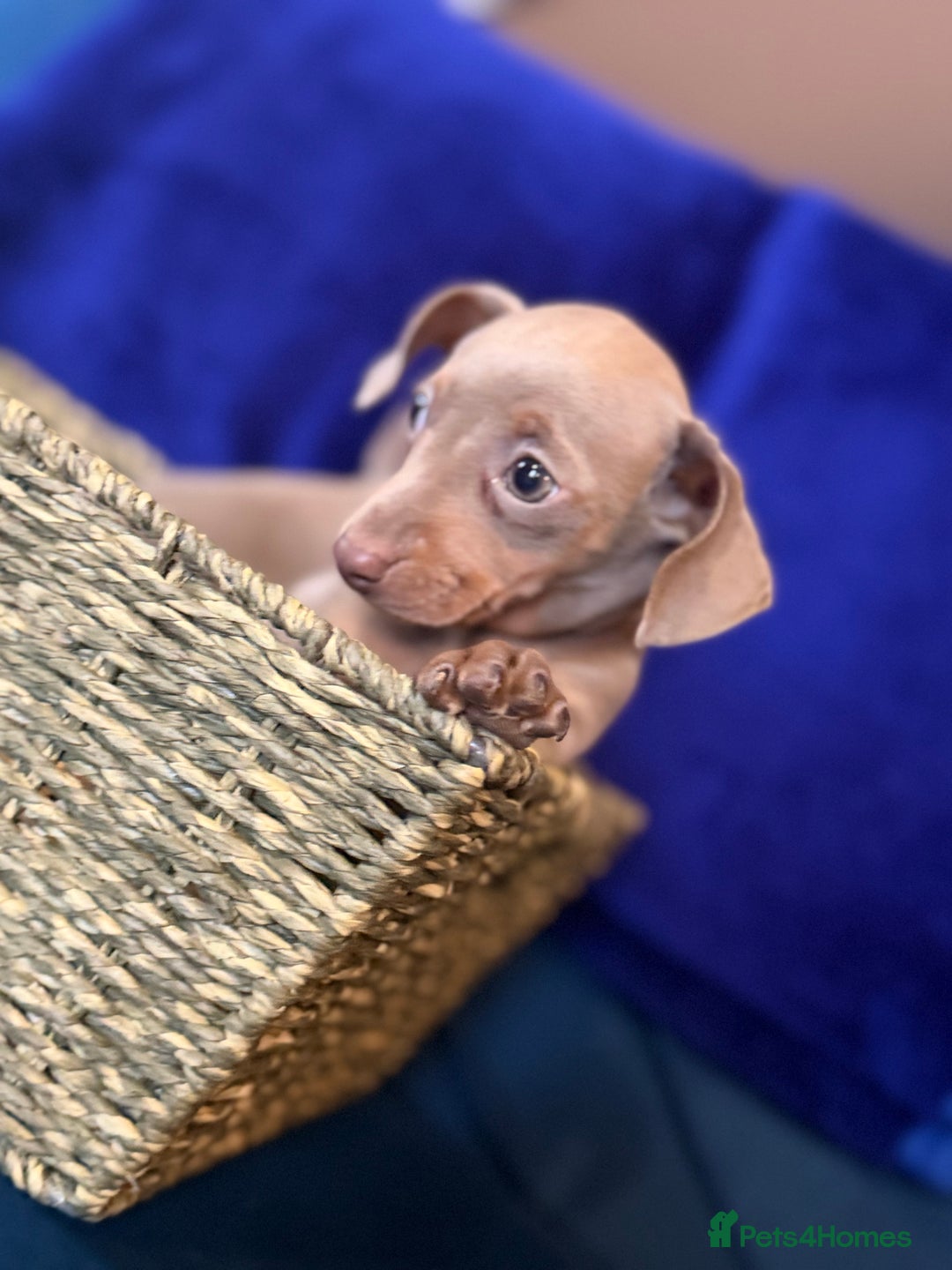 Mixed Breed dogs for sale: Isabella puppies  - Advert 5