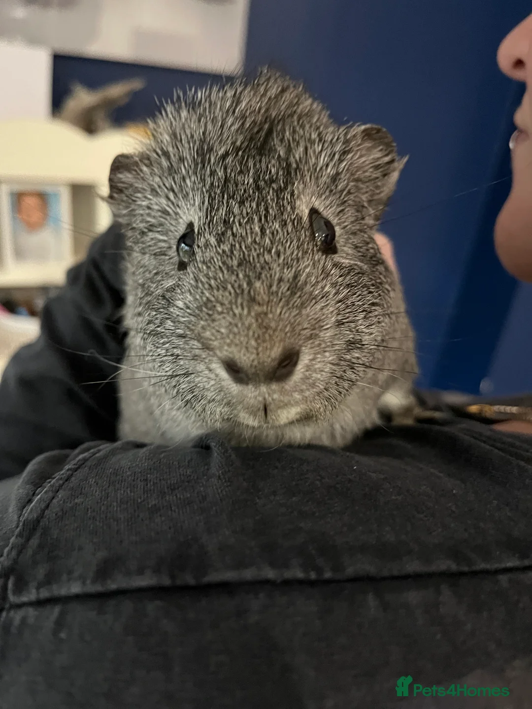 Guinea Pig rodents for sale: Solo male guinea pig  - Advert 5