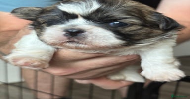Shih Tzu dogs - Advert 2