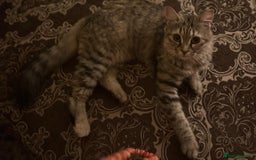 Mixed Breed cats for adoption: PERSE -ADORABLE VERY FRIENDLY KITTEN SPAYED - Image 12