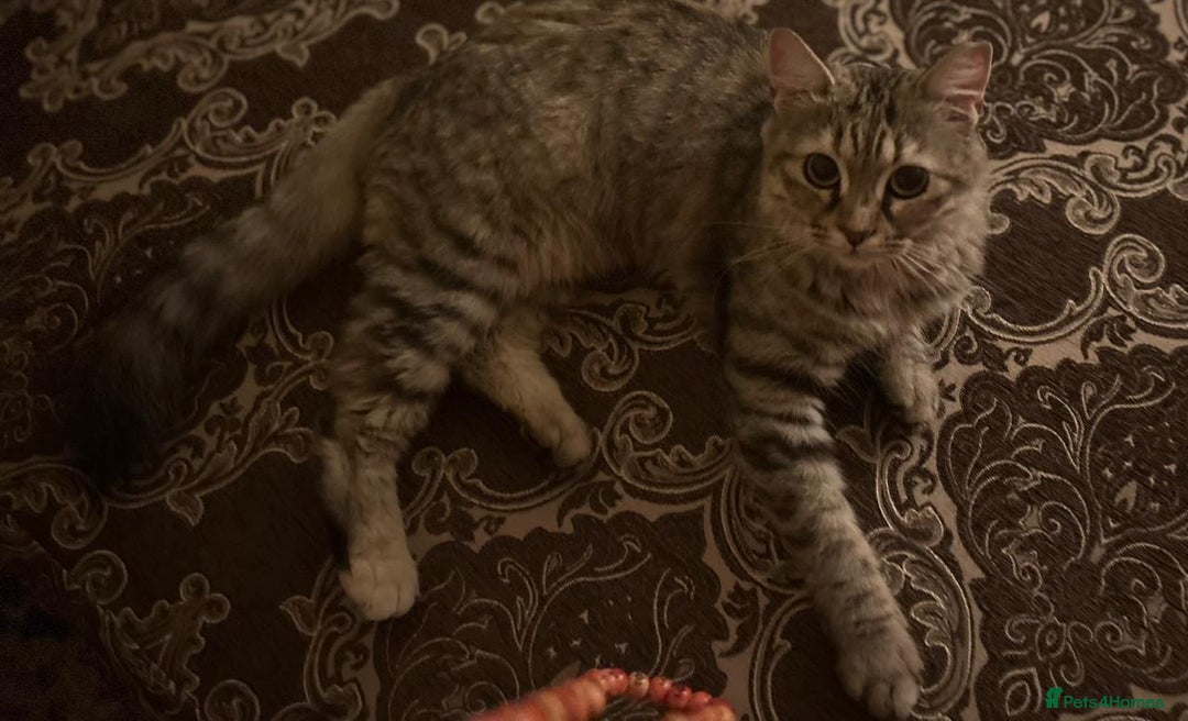Mixed Breed cats for adoption: PERSE -ADORABLE VERY FRIENDLY KITTEN SPAYED - Image 12