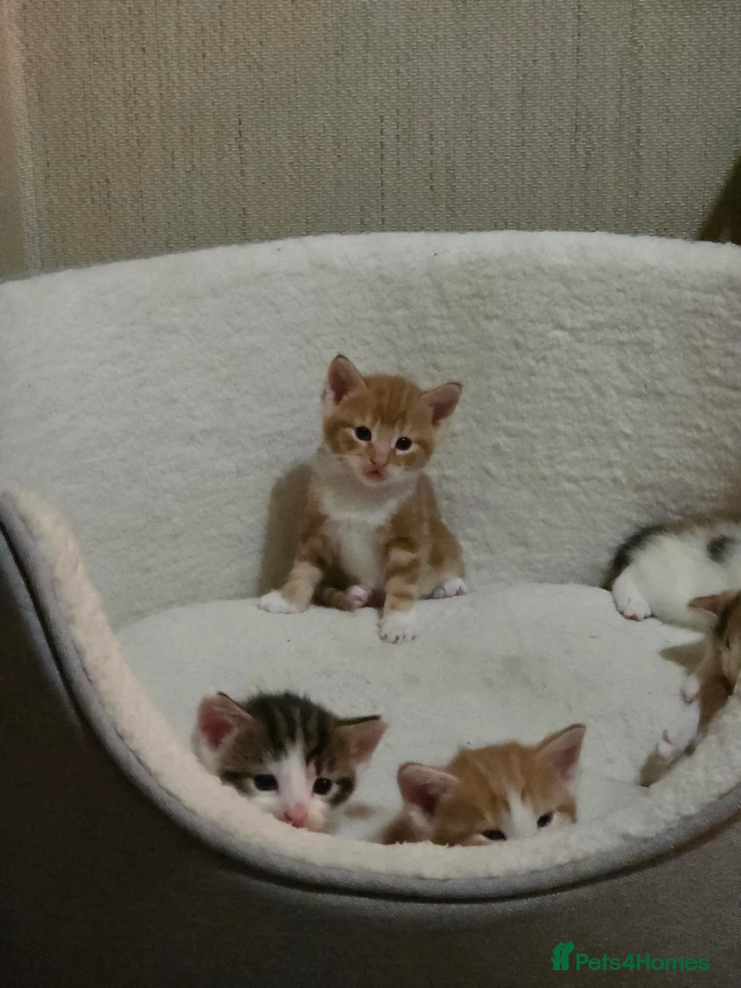 Mixed Breed cats for sale: 6 Beautiful Kittens available - Advert 17