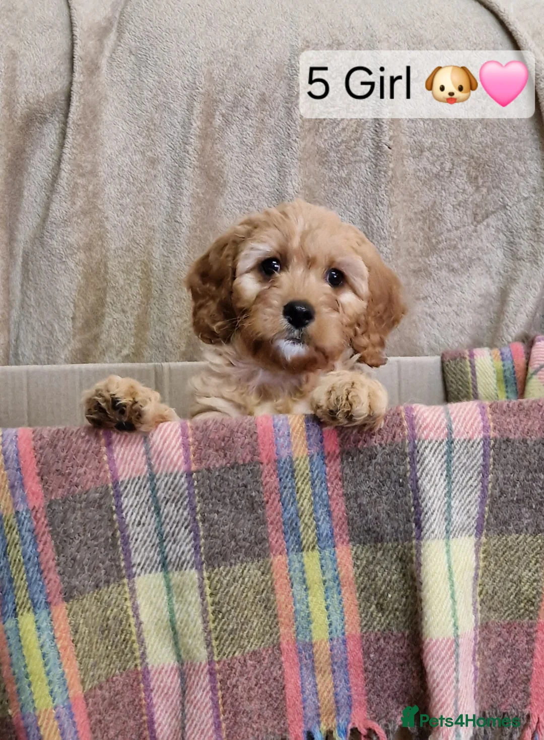 Cavapoo dogs for sale: Cavapoo Bundles of Joy 🥰 - Advert 6