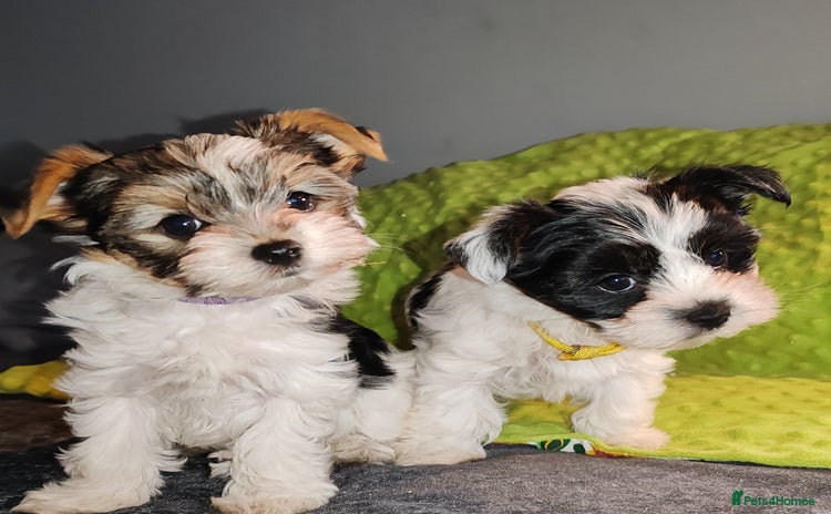 Biewer Terrier dogs - Advert 1