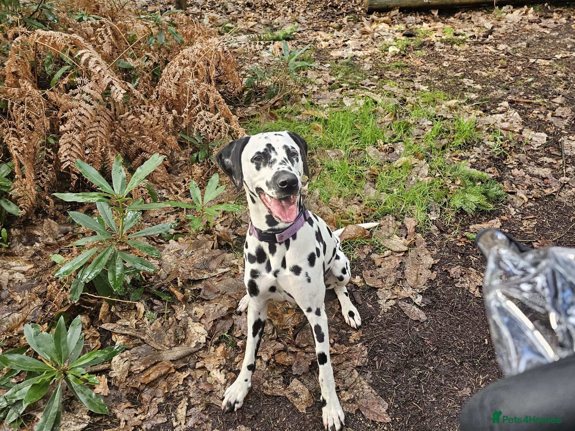Dalmatian dogs Amazing 3 years old female dalmatian  - Advert 3