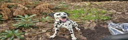 Dalmatian dogs for sale: Amazing 3 years old female dalmatian  - Advert 1
