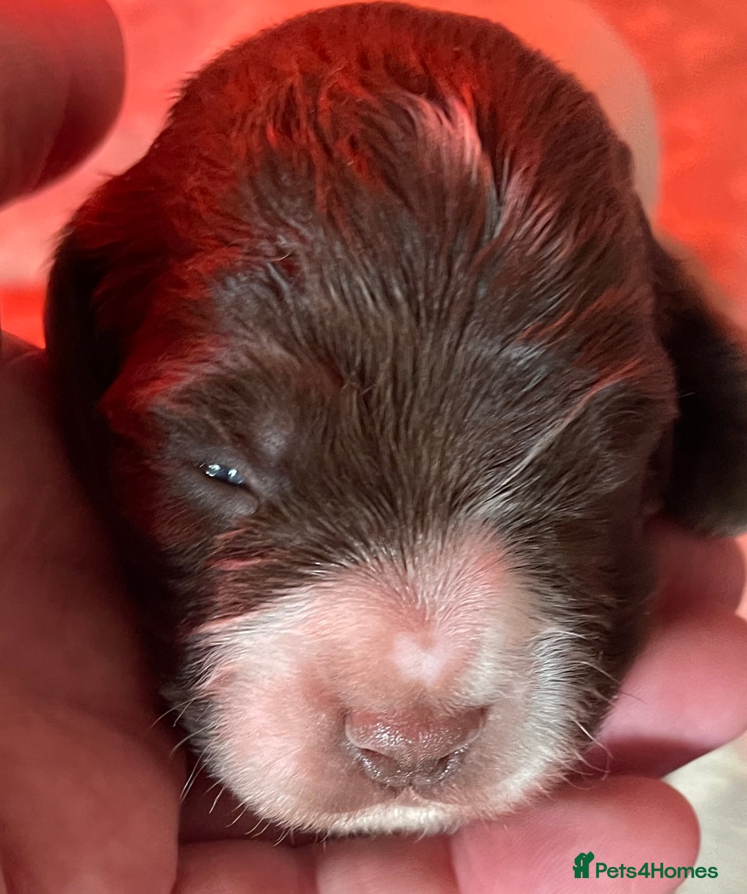 English Springer Spaniel dogs for sale: Beautiful English Springer Spaniel Puppies - Image 6