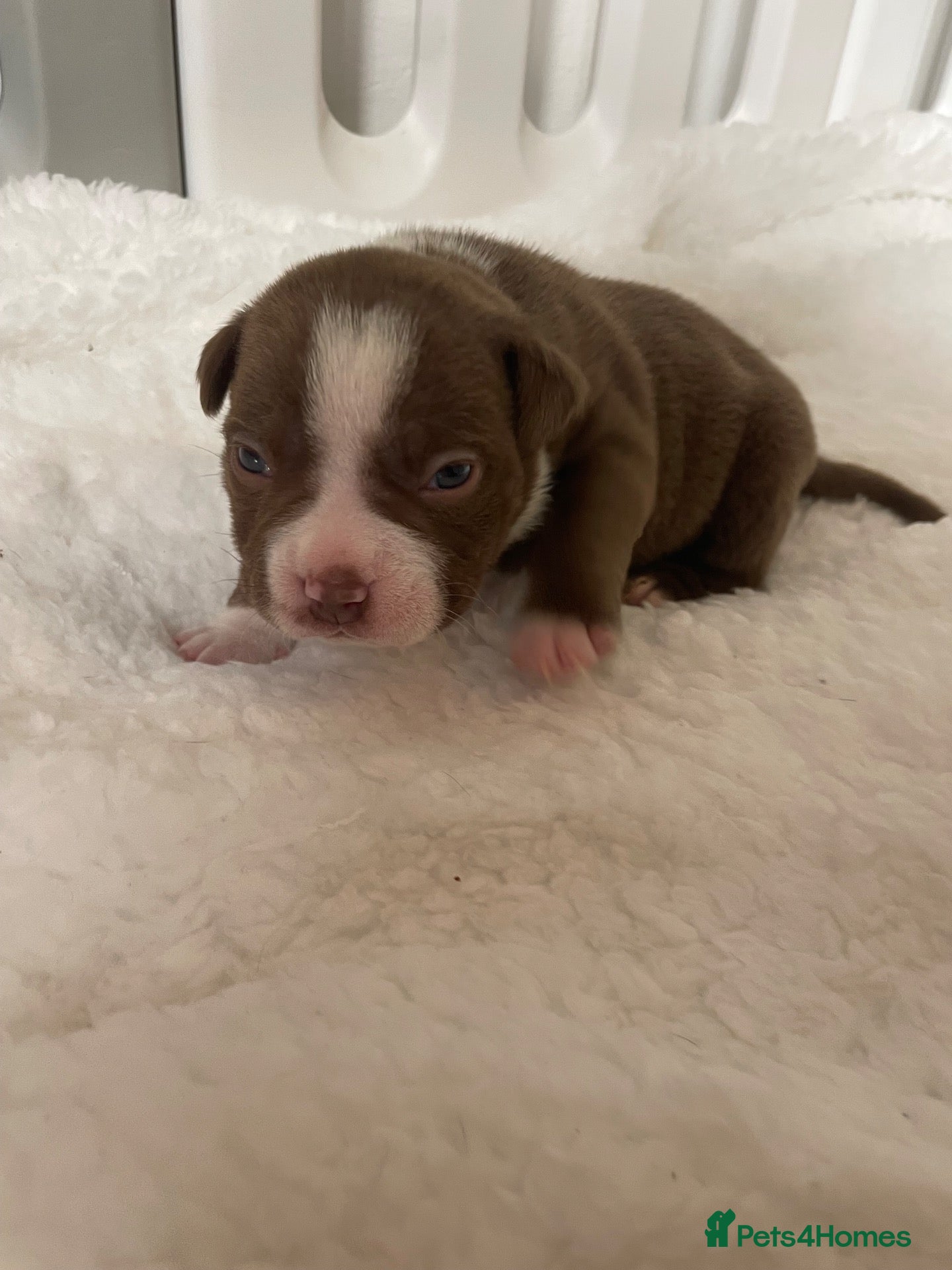 American Bully dogs for sale: 4 ABKC unreal pocket/micro bully’s - Advert 3
