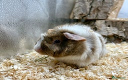 Guinea Pig rodents for sale: Lots of Baby Guinea Pigs for sale - Image 9