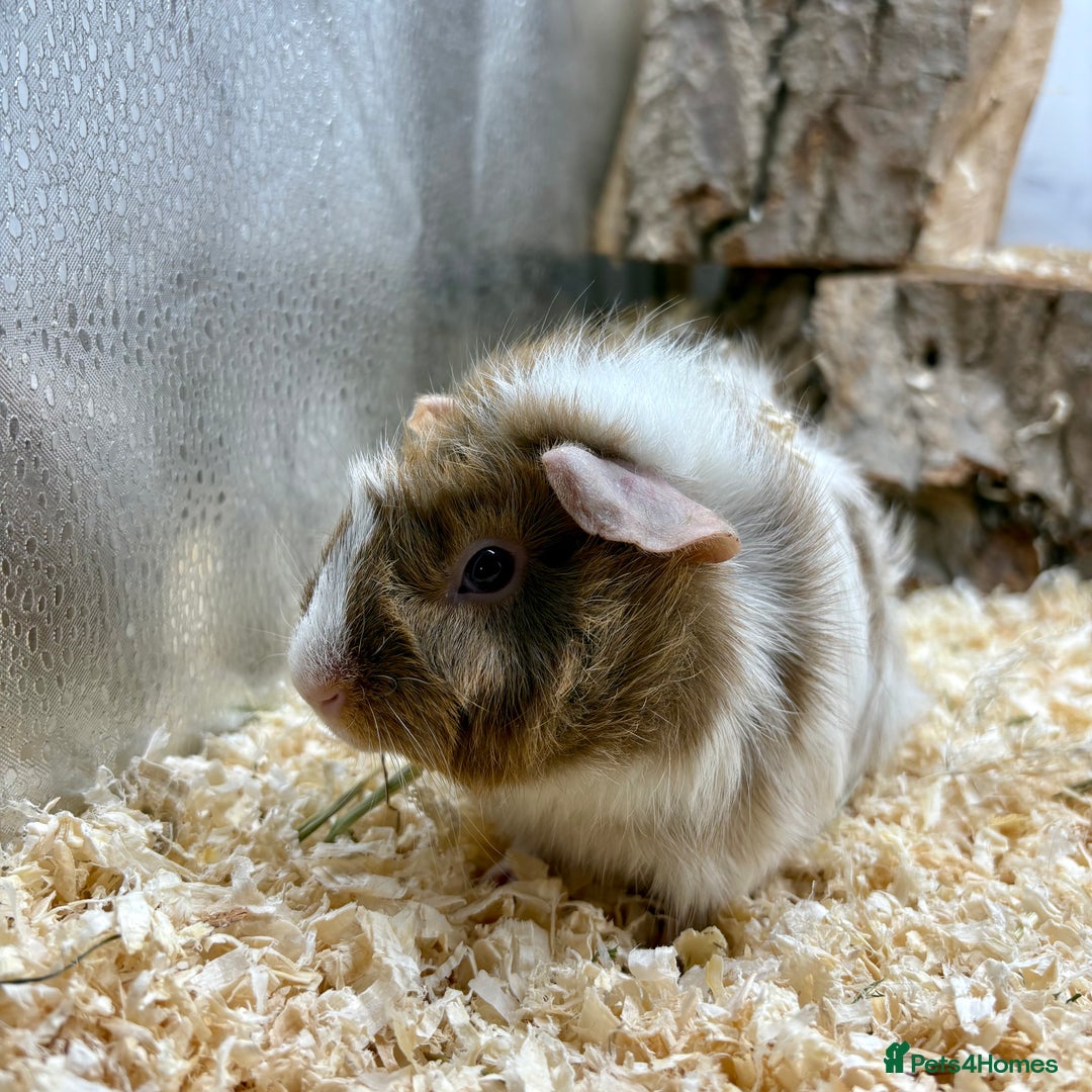 Guinea Pig rodents for sale: Lots of Baby Guinea Pigs for sale - Image 9
