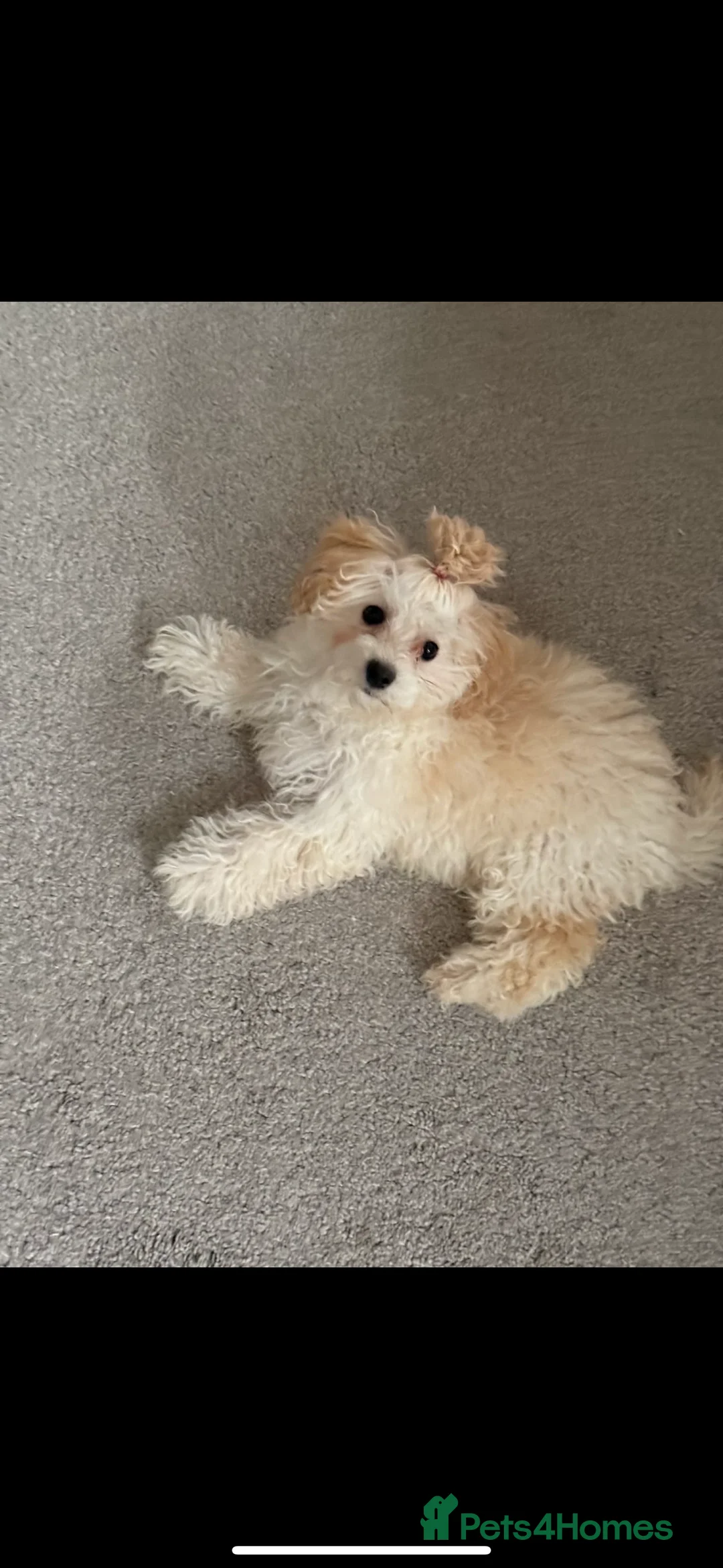 Maltipoo dogs for sale:  **  Maltipoo dog FEMALE in Preston - Advert 1
