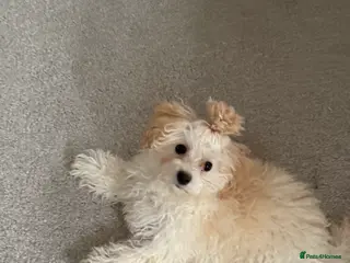 Maltipoo dogs Maltipoo dog in Preston - Advert 1