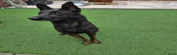 Belgian Shepherd Dog dogs for sale: Working Belgian malinois in Sale - Advert 4