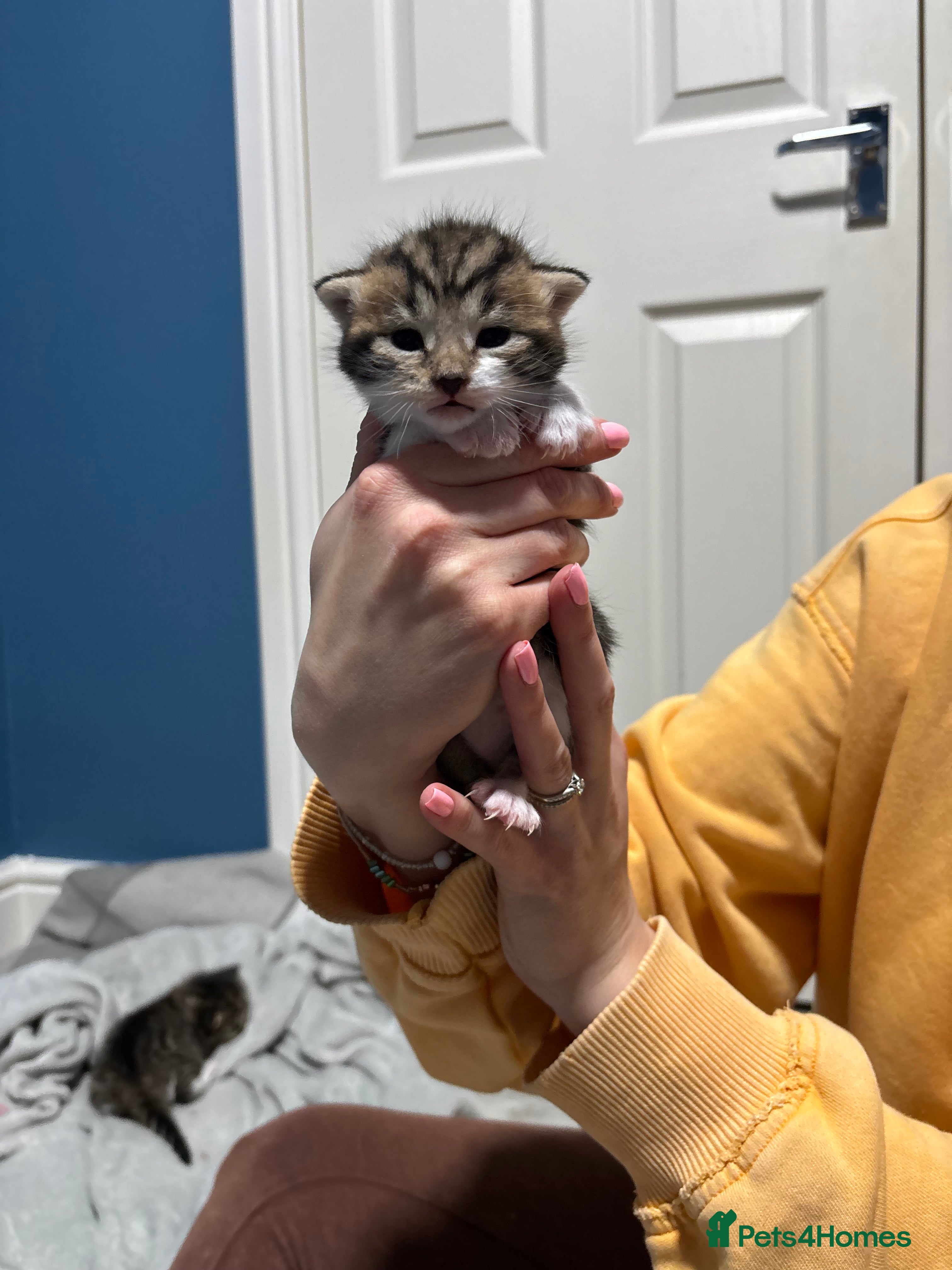 Mixed Breed cats Mixed breed kittens  - Advert 3