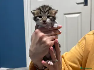 Mixed Breed cats Mixed breed kittens - Advert 3