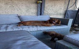 Cavapoo dogs for sale: Red toy cavapoo  - Image 1