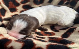 English Springer Spaniel dogs for sale: KC reg Springer Spaniel boys - Image 3
