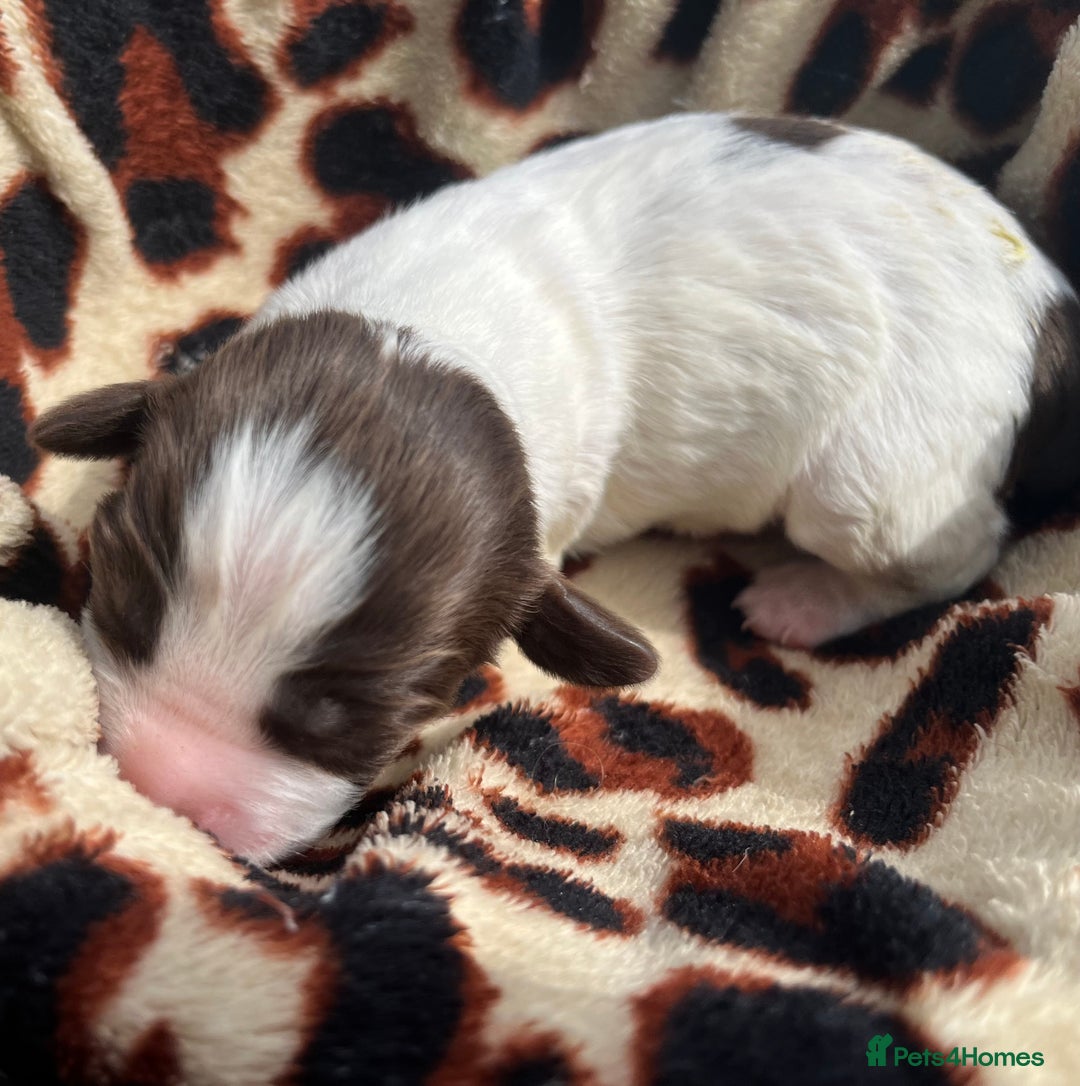 English Springer Spaniel dogs for sale: KC reg Springer Spaniel boys - Image 3