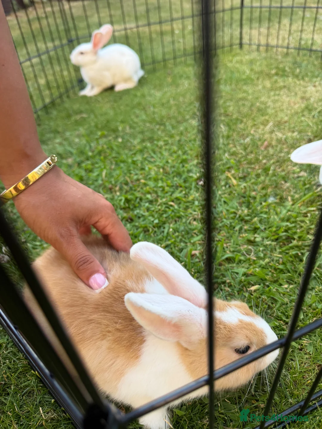 Mixed Breed rabbits for sale: Mixed breed rabbits - Advert 7