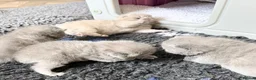 British Shorthair cats for sale: PKD Clear Vet Health Checked BSH Kittens - Advert 19