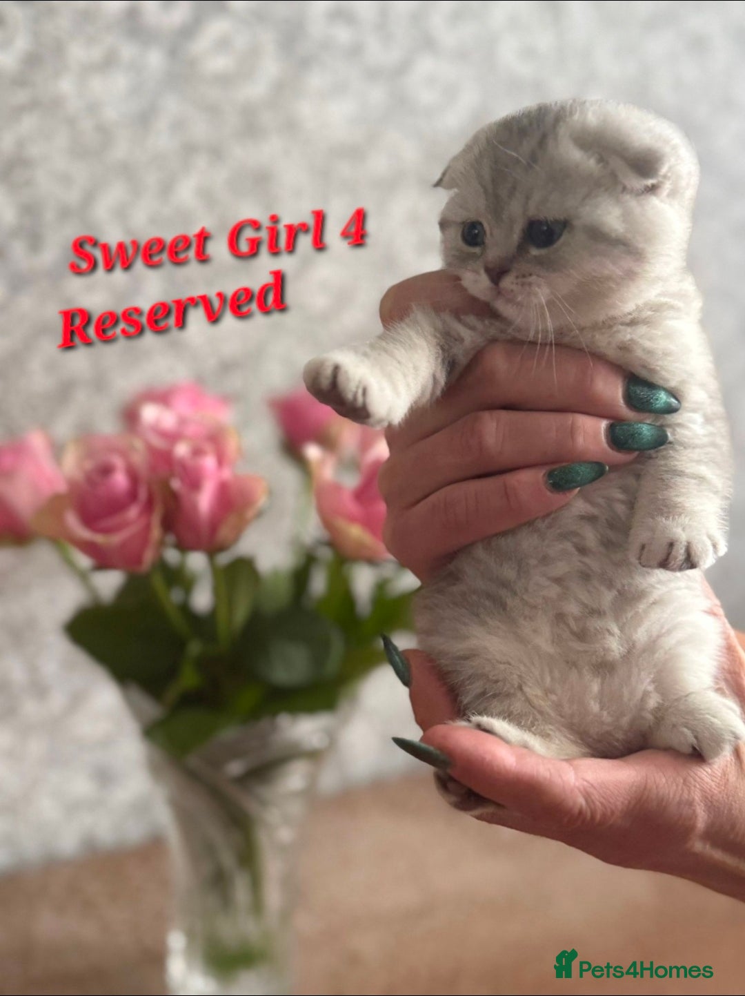 Scottish Fold cats for sale: 2 Adorable Scottish fold kittens left  - Advert 9