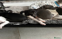 Italian Greyhound dogs for sale: Beautiful Italian greyhound puppies  - Image 11