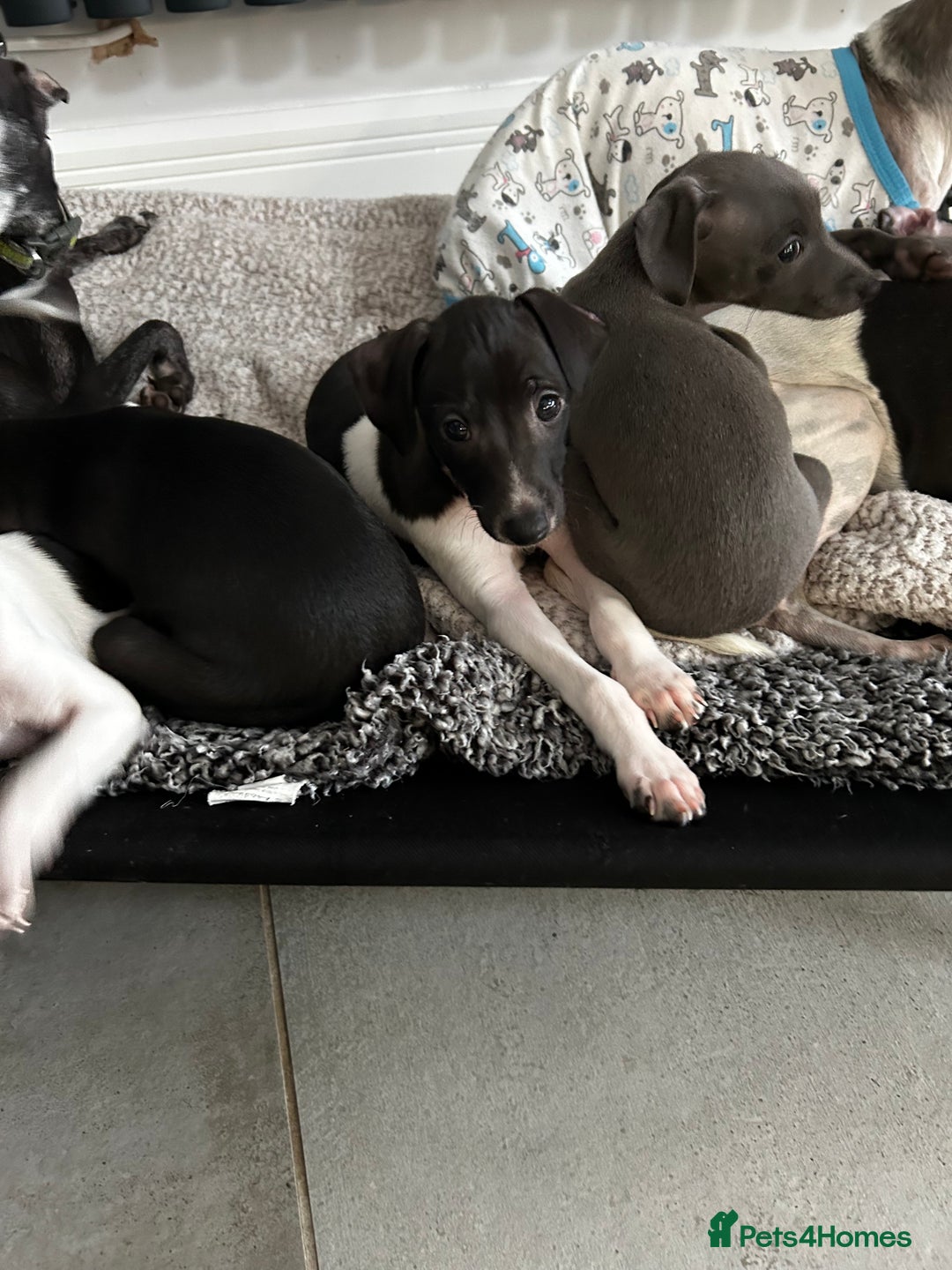 Italian Greyhound dogs for sale: Beautiful Italian greyhound puppies  - Image 11