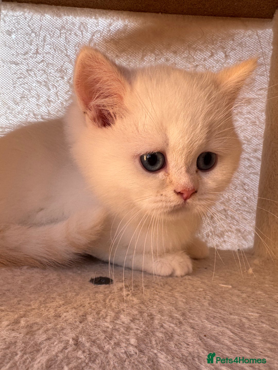 British Shorthair cats for sale: Adorable Pure White British Short Hair Kittens! - Advert 10