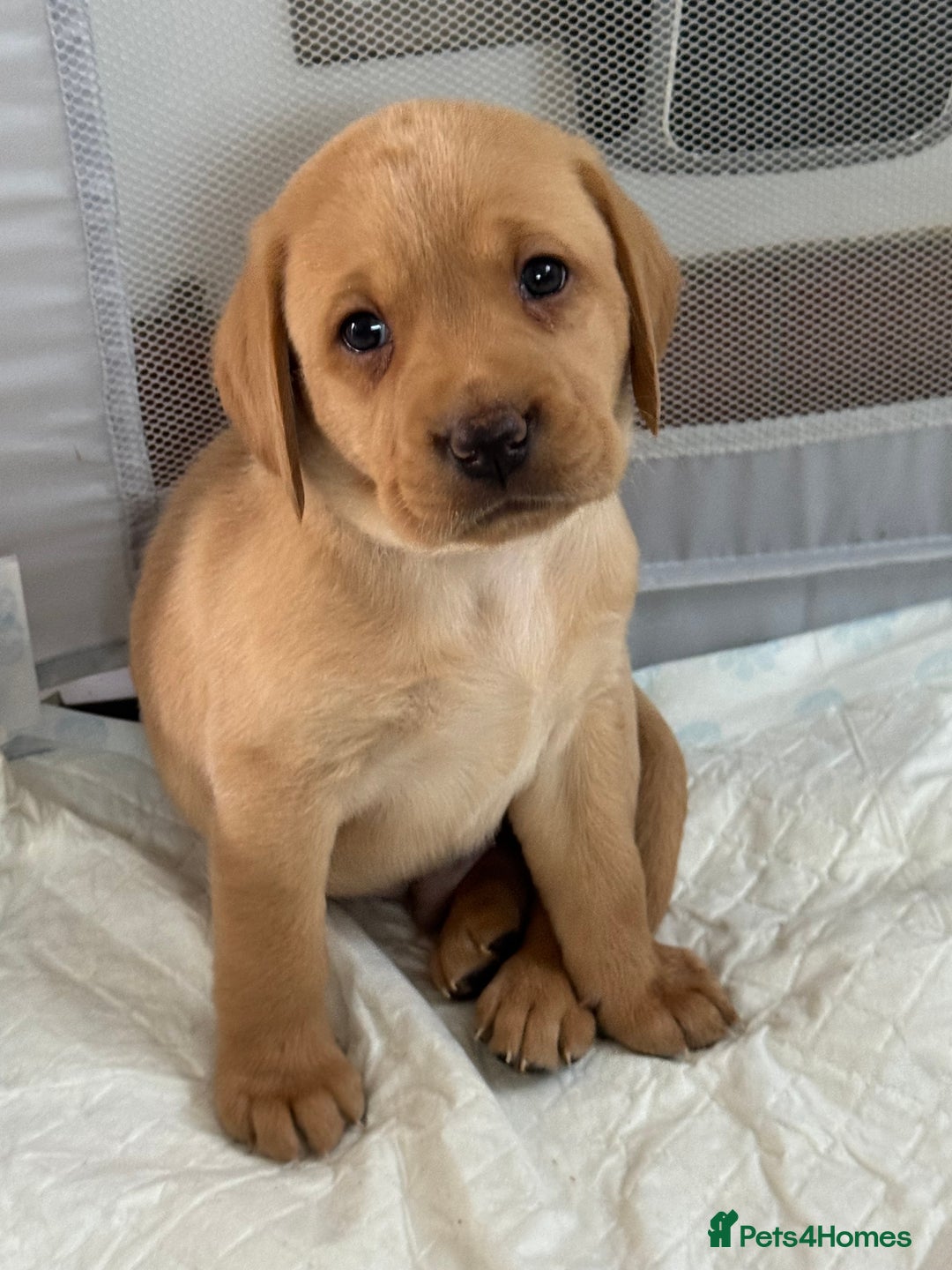 Labrador Retriever dogs for sale: 2 tan boy Labrador pups - Advert 6