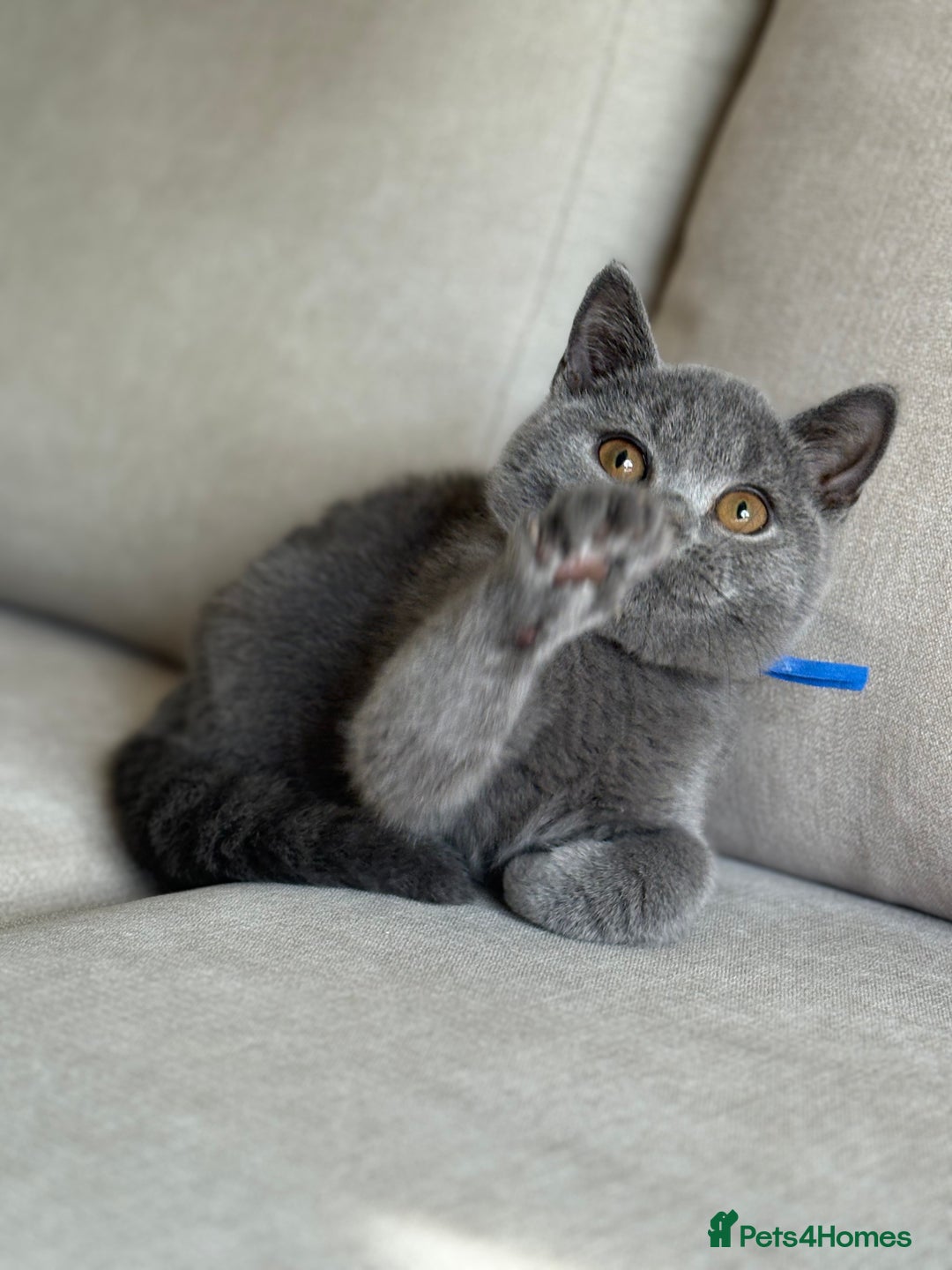 British Shorthair cats for sale: Beautiful kittens  - Image 5