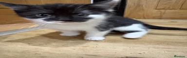 Mixed Breed 2