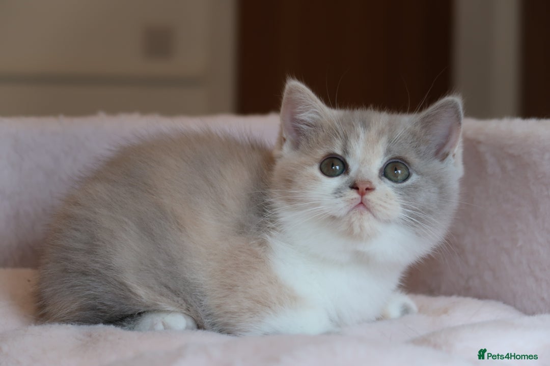 British Shorthair cats for sale: BSH/BLH Females TICA Reg  - Image 15