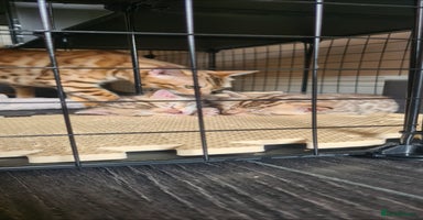 Bengal cats - Advert 5