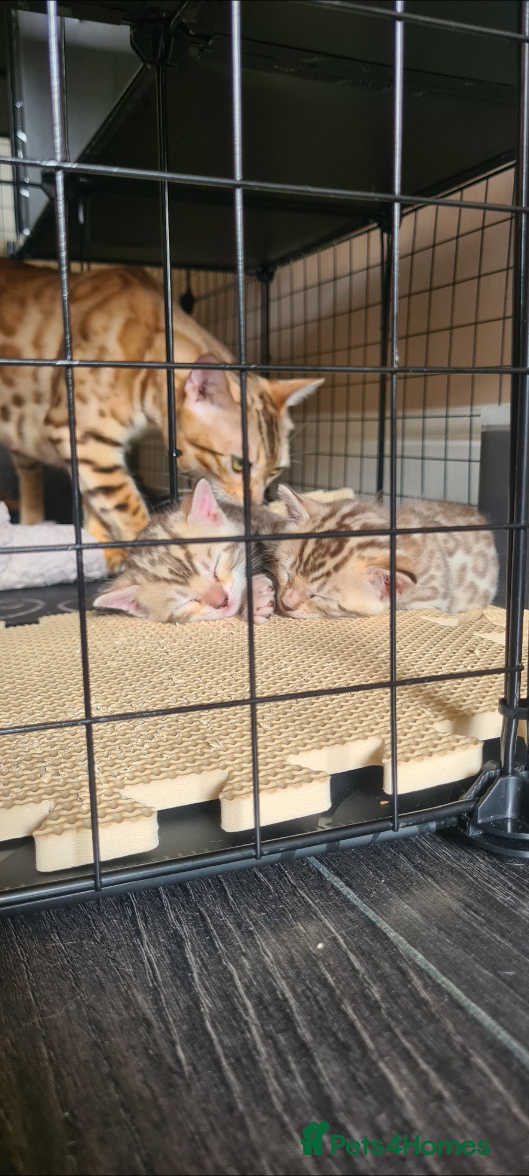 Bengal cats for sale: Bengal  - Image 2