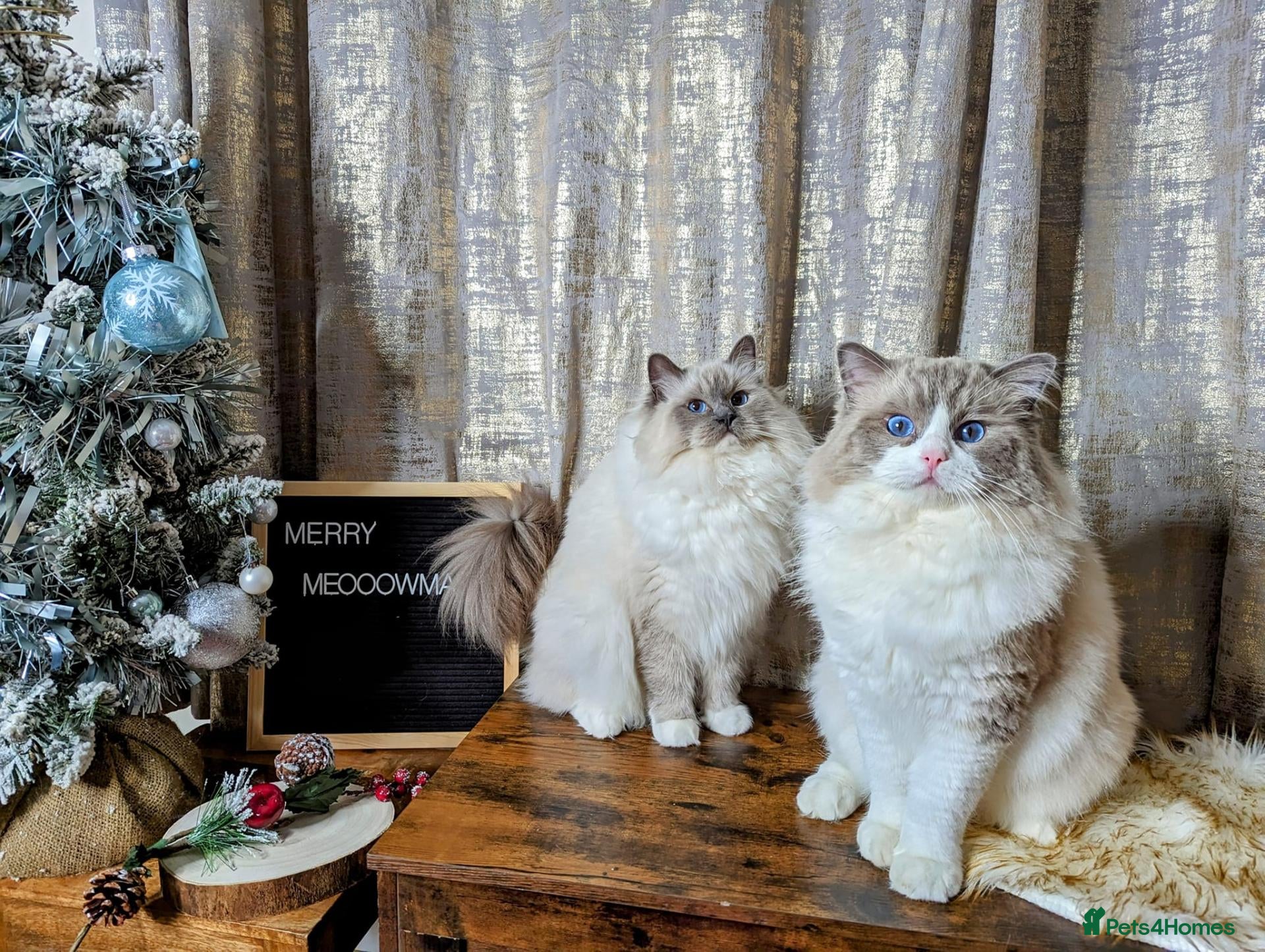 Ragdoll cats for sale: 🏆Tica Registered kittens from EU champion lines🏅 - Advert 2