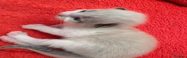 Ragdoll Kitten 1