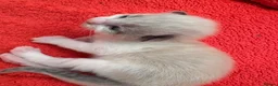 Ragdoll cats for sale: Beautiful 100% ragdoll babies - Advert 10