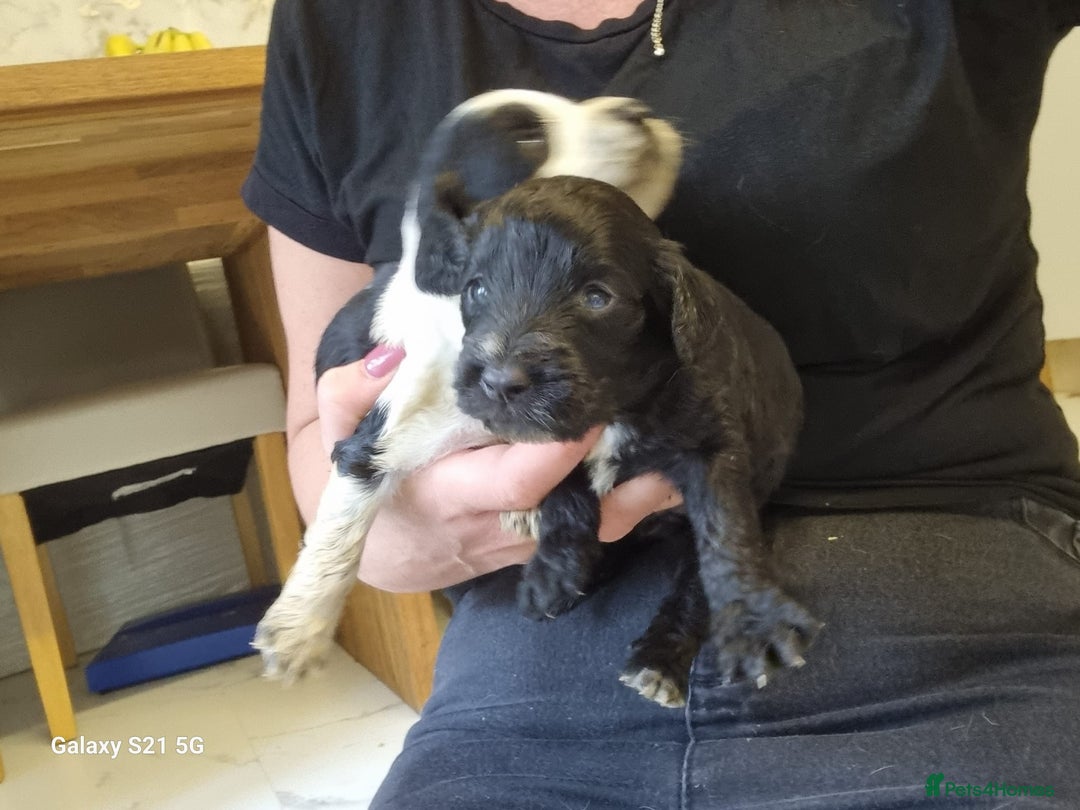 Cockapoo dogs for sale: Cockapoos - Image 14