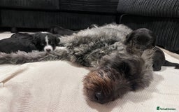Mixed Breed dogs for sale: border collie cross poodle (bordoodle) - Image 9