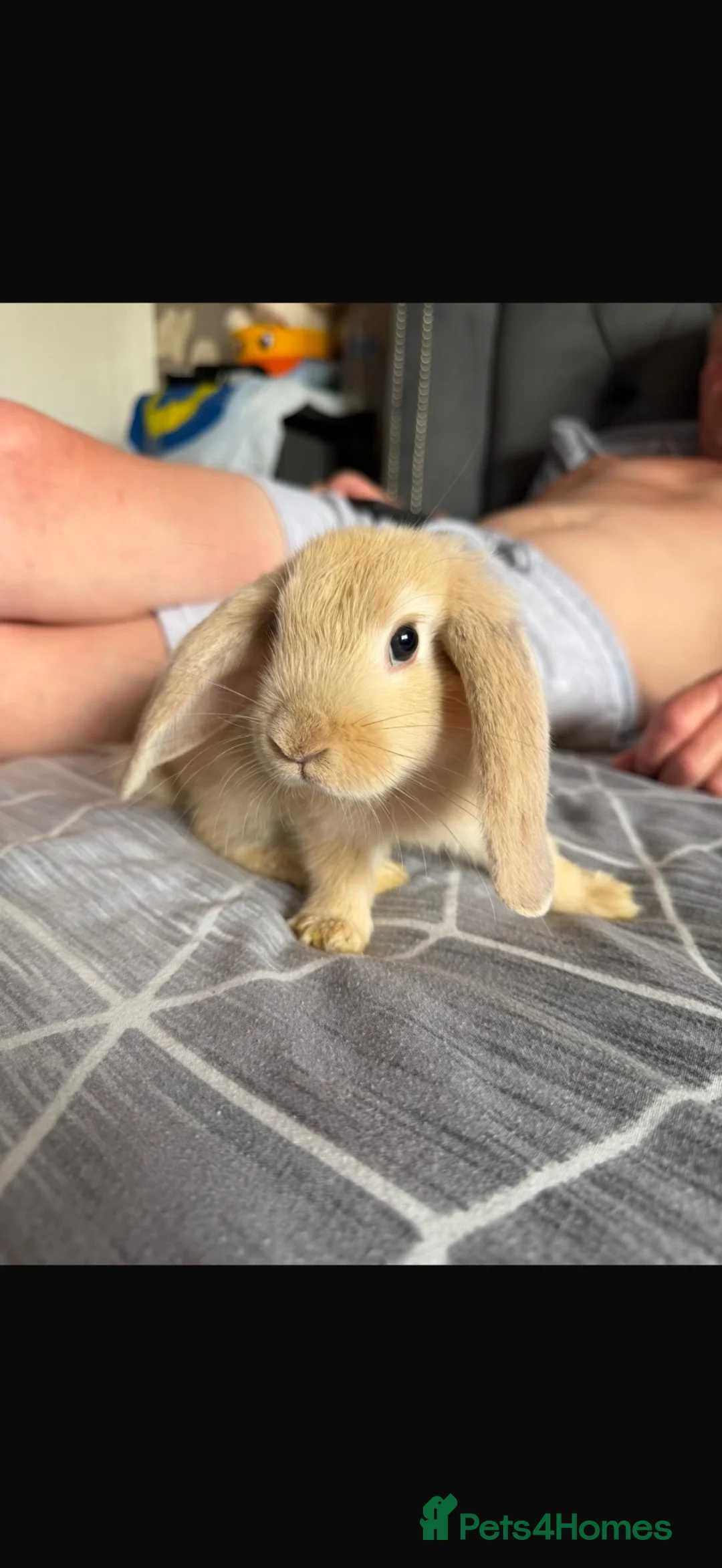 Mixed Breed rabbits for sale: Rabbits looking for their forever home - Advert 1