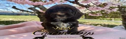 Cockapoo dogs for sale: READY NOW Beautiful DNA clear F1 cockapoos pups - Advert 1